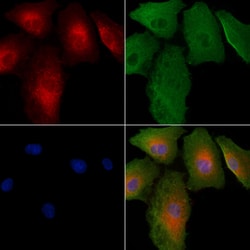 Invitrogen SAR1A Polyclonal Antibody 100 &mu;L; Unconjugated:Antibodies,
