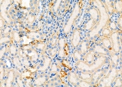 Invitrogen SAR1A Polyclonal Antibody 100 &mu;L; Unconjugated:Antibodies,