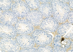 GNG4 Polyclonal Antibody:Antibodies, Polyclonal