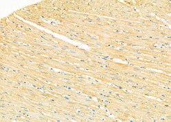 GNG4 Polyclonal Antibody:Antibodies, Polyclonal