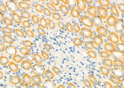 GNG4 Polyclonal Antibody:Antibodies, Polyclonal