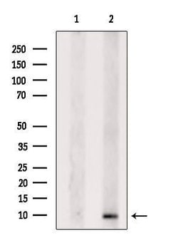 GNG4 Polyclonal Antibody:Antibodies, Polyclonal