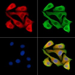 Invitrogen GNG5 Polyclonal Antibody 100 &mu;L | Buy Online | Invitrogen&trade; | Fisher Scientific