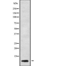 Invitrogen GNG5 Polyclonal Antibody 100 &mu;L | Buy Online | Invitrogen&trade; | Fisher Scientific