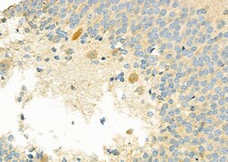 Invitrogen GNG8 Polyclonal Antibody 100 &mu;L; Unconjugated:Antibodies,