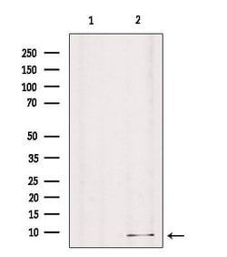 Invitrogen GNG8 Polyclonal Antibody 100 &mu;L; Unconjugated:Antibodies,