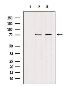 Invitrogen HGF Activator Polyclonal Antibody 100 &mu;L; Unconjugated:Antibodies,