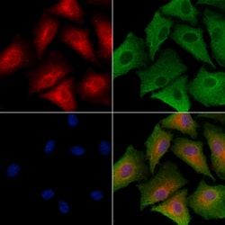 Invitrogen HGF Activator Polyclonal Antibody 100 &mu;L; Unconjugated:Antibodies,