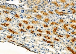 Invitrogen HGF Activator Polyclonal Antibody 100 &mu;L; Unconjugated:Antibodies,