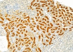 Invitrogen HGF Activator Polyclonal Antibody 100 &mu;L; Unconjugated:Antibodies,