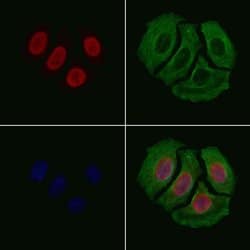 Invitrogen hnRNP DL Polyclonal Antibody 100 &mu;L; Unconjugated:Antibodies,