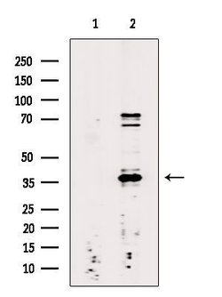Invitrogen hnRNP DL Polyclonal Antibody 100 &mu;L; Unconjugated:Antibodies,