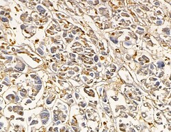 Invitrogen HLA-DMA Polyclonal Antibody 100 &mu;L; Unconjugated:Antibodies,