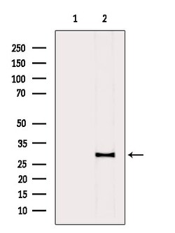 Invitrogen HLA-DMA Polyclonal Antibody 100 &mu;L; Unconjugated:Antibodies,