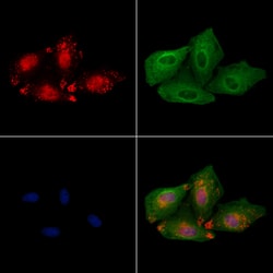 Invitrogen HOXB3 Polyclonal Antibody 100 &mu;L; Unconjugated:Antibodies,