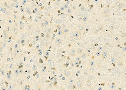 Invitrogen HOXB3 Polyclonal Antibody 100 &mu;L; Unconjugated:Antibodies,
