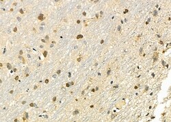 Invitrogen HOXB3 Polyclonal Antibody 100 &mu;L; Unconjugated:Antibodies,