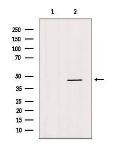 Invitrogen HOXB3 Polyclonal Antibody 100 &mu;L; Unconjugated:Antibodies,