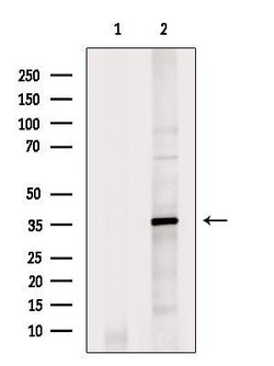 Invitrogen HOXC12 Polyclonal Antibody 100 &mu;L; Unconjugated:Antibodies,