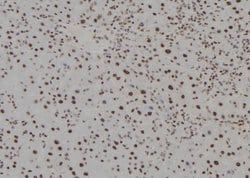 Invitrogen HOXC13 Polyclonal Antibody 100 &mu;L; Unconjugated:Antibodies,