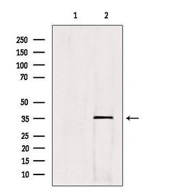 Invitrogen HOXC13 Polyclonal Antibody 100 &mu;L; Unconjugated:Antibodies,