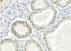 Invitrogen NKX6-2 Polyclonal Antibody 100 &mu;L | Buy Online | Invitrogen&trade; | Fisher Scientific