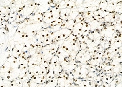 Invitrogen NKX6-2 Polyclonal Antibody 100 &mu;L | Buy Online | Invitrogen&trade; | Fisher Scientific