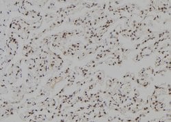 Invitrogen TGIF2LX Polyclonal Antibody 100 &mu;L; Unconjugated:Antibodies,