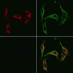 Kir7.1 (KCNJ13) Polyclonal Antibody:Antibodies, Polyclonal