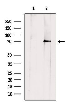 Invitrogen CD85j (ILT2) Polyclonal Antibody 100 &mu;L; Unconjugated:Antibodies,