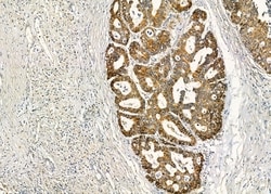 Invitrogen LILRB2 Polyclonal Antibody 100 &mu;L; Unconjugated:Antibodies,