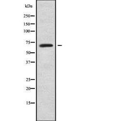 Invitrogen LILRB2 Polyclonal Antibody 100 &mu;L; Unconjugated:Antibodies,