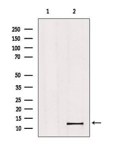 Invitrogen MED11 Polyclonal Antibody 100 &mu;L; Unconjugated:Antibodies,