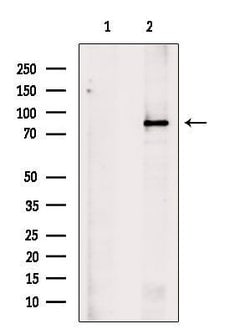 Invitrogen PCQAP Polyclonal Antibody 100 &mu;L; Unconjugated:Antibodies,