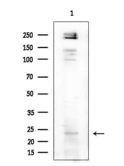Invitrogen MED28 Polyclonal Antibody 100 &mu;L; Unconjugated:Antibodies,