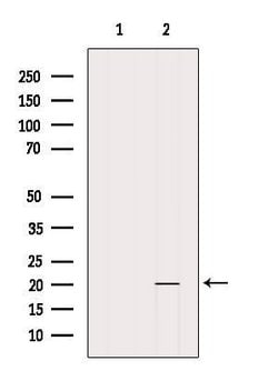 Invitrogen MED30 Polyclonal Antibody 100 &mu;L; Unconjugated:Antibodies,
