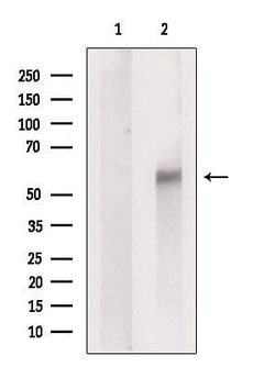 Invitrogen SLC16A6 Polyclonal Antibody 100 &mu;L; Unconjugated:Antibodies,