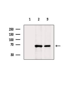Invitrogen SLC16A9 Polyclonal Antibody 100 &mu;L; Unconjugated:Antibodies,