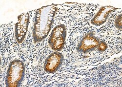 Invitrogen MUC5B Polyclonal Antibody 100 &mu;L; Unconjugated:Antibodies,