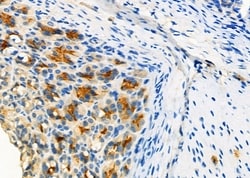 Invitrogen MUC5B Polyclonal Antibody 100 &mu;L; Unconjugated:Antibodies,