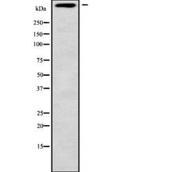 Invitrogen MUC5B Polyclonal Antibody 100 &mu;L; Unconjugated:Antibodies,