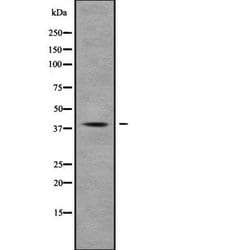 Invitrogen MUC7 Polyclonal Antibody 100 &mu;L; Unconjugated:Antibodies,