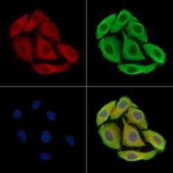 Invitrogen MEGF6 Polyclonal Antibody 100 &mu;L; Unconjugated:Antibodies,