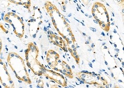 Invitrogen MEGF6 Polyclonal Antibody 100 &mu;L; Unconjugated:Antibodies,