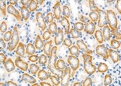 Invitrogen MEGF6 Polyclonal Antibody 100 &mu;L; Unconjugated:Antibodies,