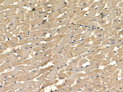 Invitrogen MEGF6 Polyclonal Antibody 100 &mu;L; Unconjugated:Antibodies,
