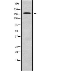 Invitrogen MEGF6 Polyclonal Antibody 100 &mu;L; Unconjugated:Antibodies,
