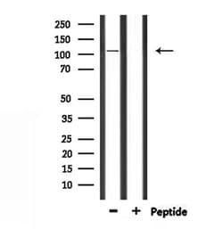 Invitrogen MYO1A Polyclonal Antibody 100 &mu;L; Unconjugated:Antibodies,