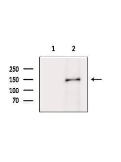 Invitrogen MYO3B Polyclonal Antibody 100 &mu;L; Unconjugated:Antibodies,