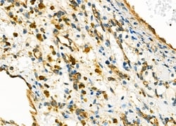 Invitrogen MYO5C Polyclonal Antibody 100 &mu;L; Unconjugated:Antibodies,